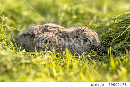 Eurasian oystercatcher chick 79005178