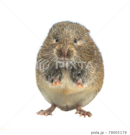 Field vole standing on hind leg on white background 79005179