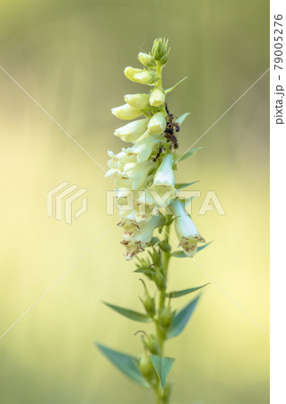 Straw foxglove full 79005276