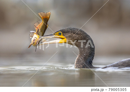 Great cormorant eating Black Bullhead fish 79005305