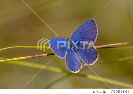 Cranberry blue on Common cottongrass with bright background 79005345