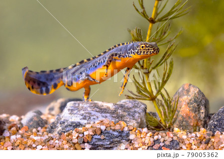 Alpine newt aquatic animal swimming in freshwater habitat 79005362