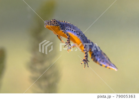 Alpine newt aquatic animal swimming in freshwater habitat 79005363