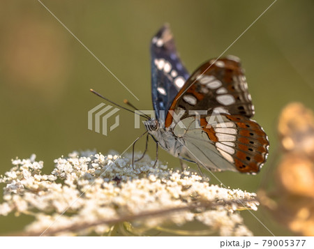 Southern white admiral Southern white admiral 79005377