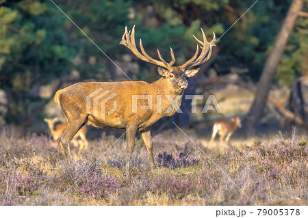 Red deer rutting season Veluwe 79005378
