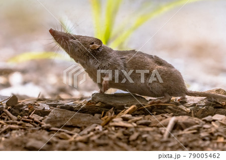 Lesser white toothed shrew in natural habitat 79005462