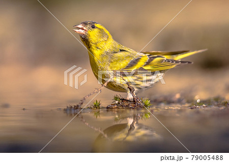 Eurasian Siskin drinking from shallow pond 79005488