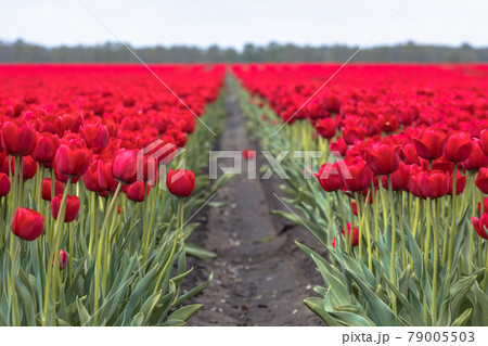 Tulip field scene 79005503