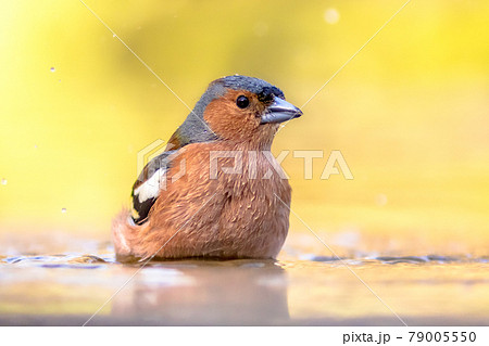 Male common chaffinch bird portrait while bathing 79005550