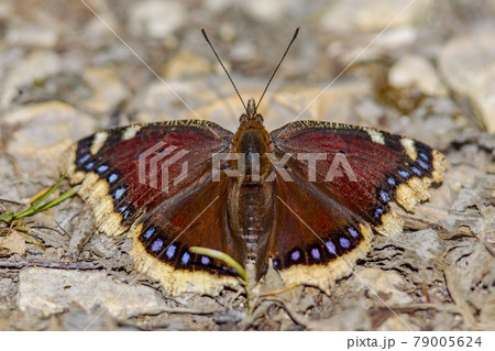 Camberwell beauty butterfly Camberwell beauty butterfly 79005624