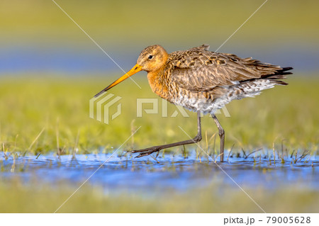 Black-tailed Godwit wader bird in natural habitat Black-tailed Godwit wader bird in natural habitat 79005628