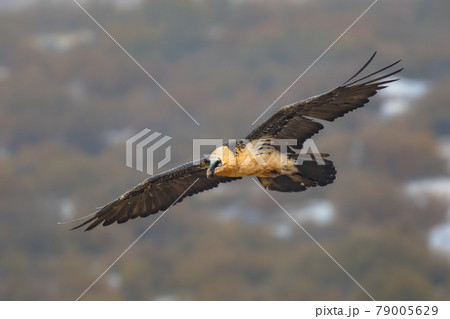 Bearded vulture flying 79005629
