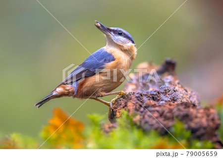 Nuthatch perched on tree trunk in forest 79005659