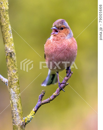 Male common chaffinch bird portrait Male common chaffinch bird portrait 79005666