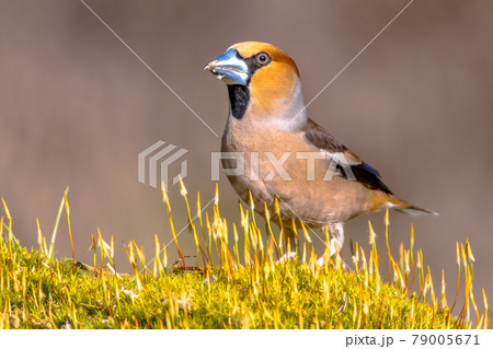Hawfinch male bird foraging on blurred background 79005671