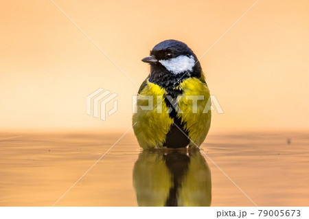 Great tit garden bird perched in bath Great tit garden bird perched in bath 79005673