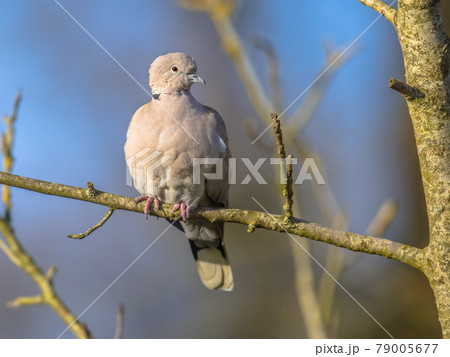 Eurasian collared dove perched on branch 79005677