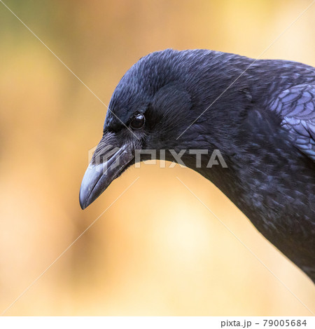 Carrion crow portrait of head Carrion crow portrait of head 79005684