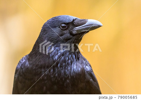 Carrion crow portrait of head 79005685