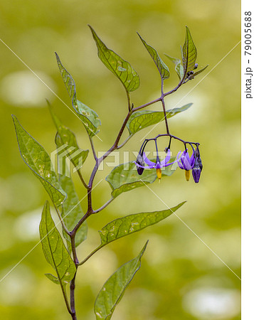Bittersweet nightshade flowers on green background 79005688