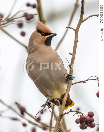 Bohemian waxwing feeding on red berries in tree 79005689