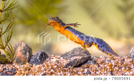 Alpine newt aquatic animal swimming in freshwater habitat Alpine newt aquatic animal swimming in freshwater habitat 79005691