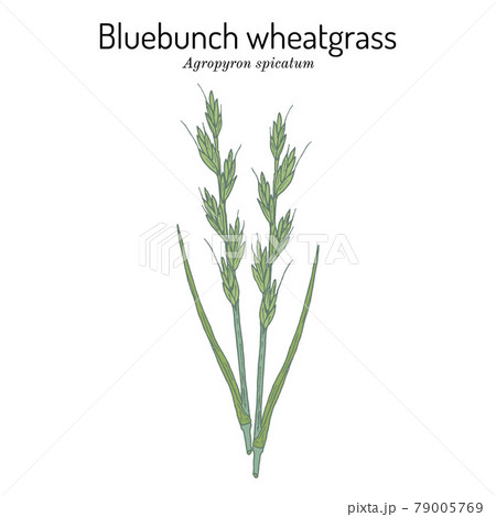 Bluebunch wheatgrass Agropyron spicatum , Official State Grass of Montana 79005769