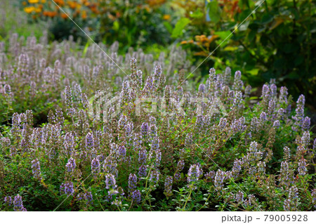 宮前公園のクリーピングタイムの花と蕾　 79005928