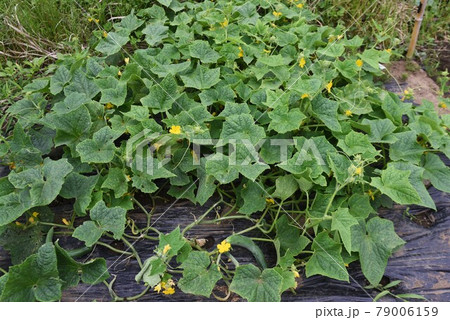 キュウリの栽培と収穫・家庭菜園 キュウリの栽培と収穫・家庭菜園 79006159