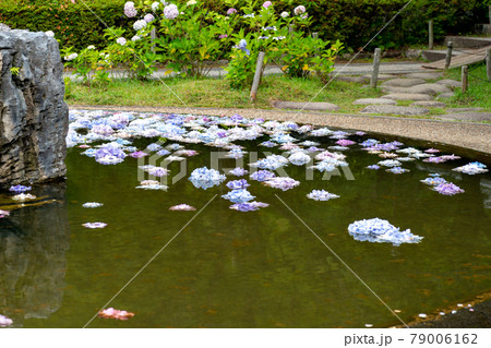 大阪、池田市にある久安寺の具足池に浮かべられたアジサイの花 79006162