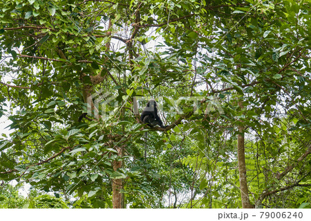 A wild monkey of the Langur breed on a tree branch in the dense jungle. Natural habitat A wild monkey of the Langur breed on a tree branch in the dense jungle. Natural habitat 79006240