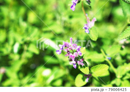 キャットミントの花 キャットミントの花 79006425