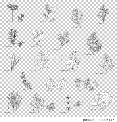 ハーブのイラストセット-カタカナ名称入り 79006437