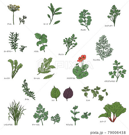 Hand drawn medicinal herbs sketch Royalty Free Vector Image