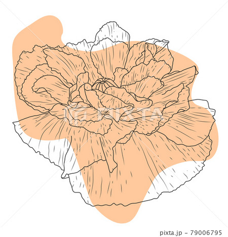 Poppy flower, bud, sketch and imitation watercolor Poppy flower, bud, sketch and imitation watercolor 79006795