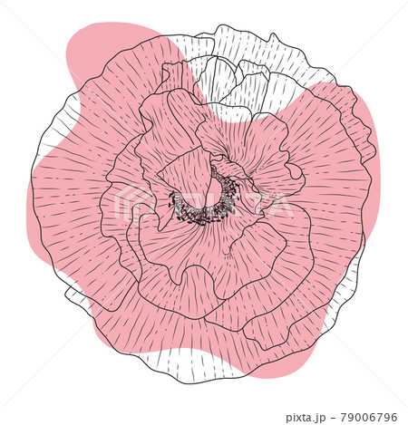 Poppy flower, bud, sketch and imitation watercolor Poppy flower, bud, sketch and imitation watercolor 79006796