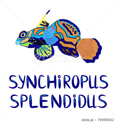 Mandarin fish beautiful character and name in Latin, Scandinavian style, hand drawn Mandarin fish beautiful character and name in Latin, Scandinavian style, hand drawn 79006832