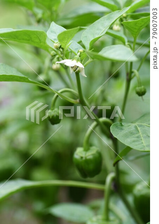 ピーマンの花と実 家庭菜園の写真素材