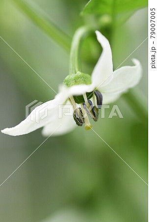 ピーマンの花と実 家庭菜園の写真素材 ピーマンの花と実 家庭菜園の写真素材