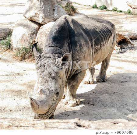A rhinoceros walks in the territory of the Barcelona Zoo. 79007086