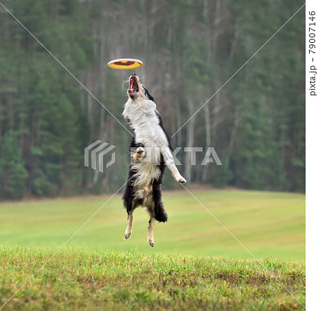 Dog catching a frisbee disc 79007146