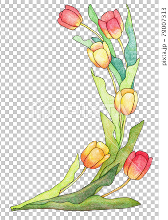A bunch of rounded tulips 79007313
