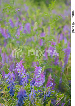 クサフジ 79007365