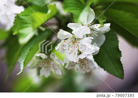 満開 サクランボの花の写真素材