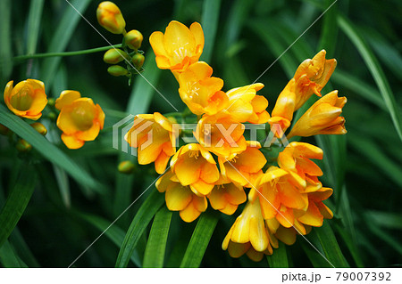 フリージア　大輪の花咲く 79007392