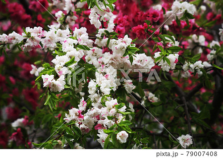 満開、源平しだれ桃の花 満開、源平しだれ桃の花 79007408