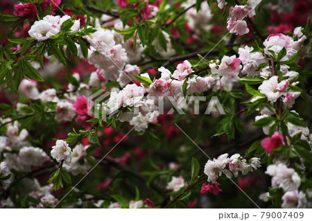 満開、源平しだれ桃の花 79007409