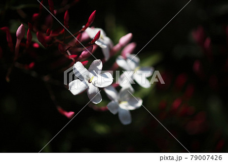 木漏れ日に咲く、ハゴロモジャスミンの花 79007426