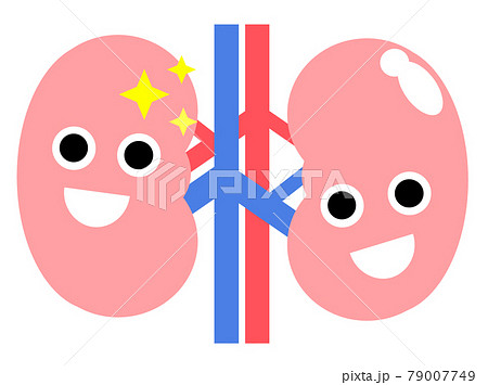 健康で理想的な腎臓のイラストのイラスト素材