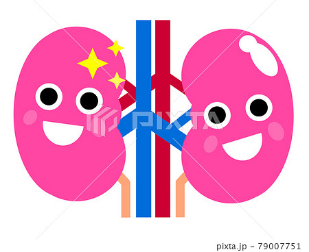 健康で理想的な腎臓のイラスト 79007751